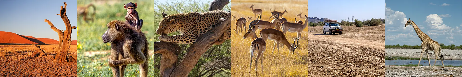 Self-Drive-Safari-Car-Hire-Namibia-About-Namibia